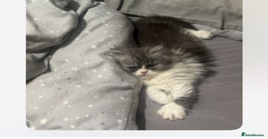 Persian cats - Advert 1