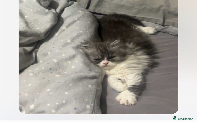 Persian cats - Advert 2