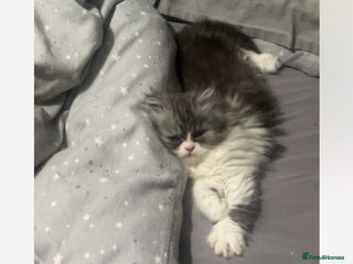 Persian cats - Advert 1