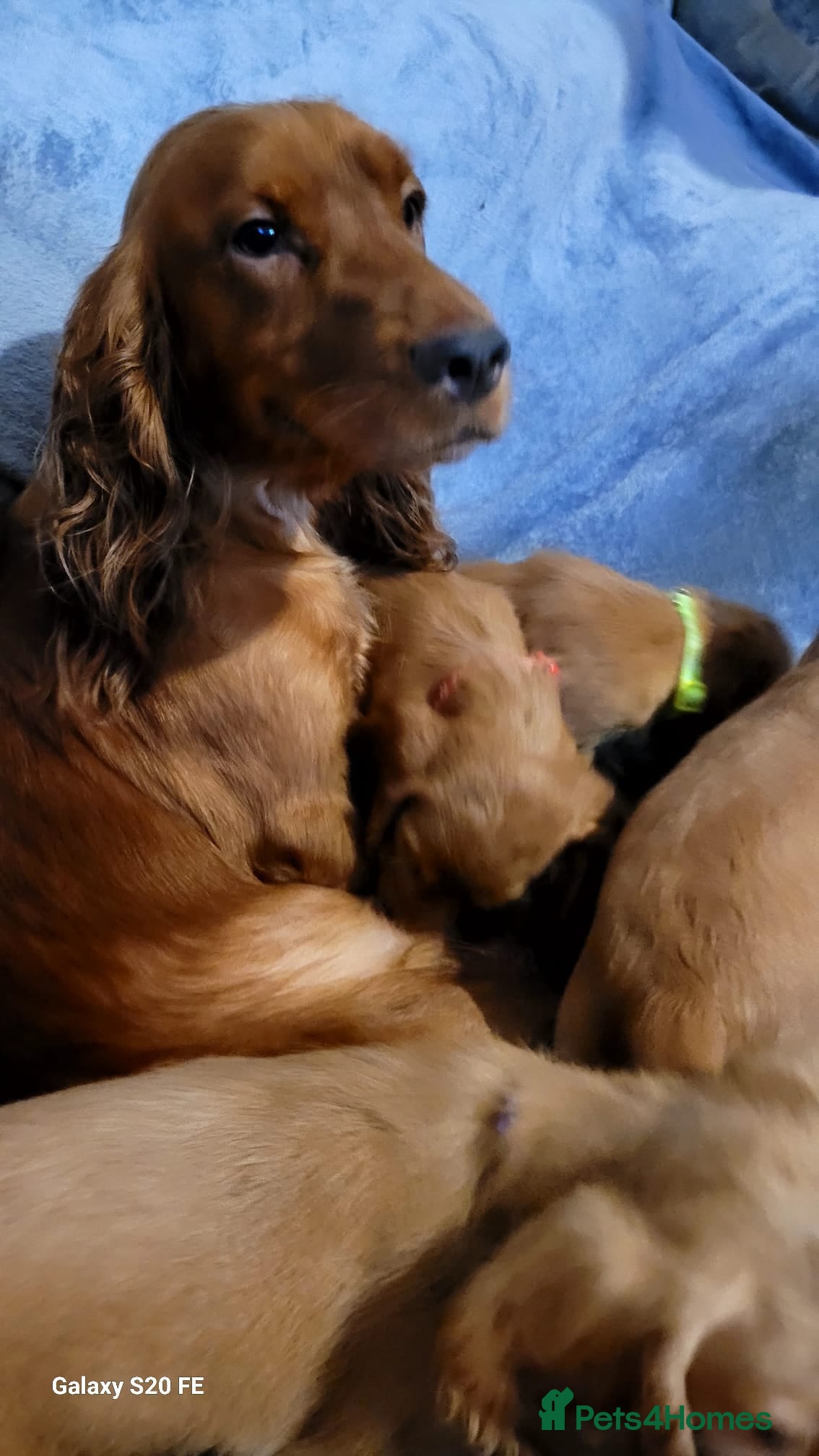 Cocker Spaniel dogs 7 lovely pups - Advert 1