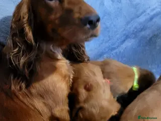 Cocker Spaniel dogs 7 lovely pups - Advert 1