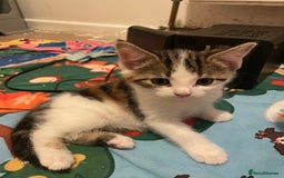 Domestic Shorthair cats for sale: Female kitten for sale - Advert 3