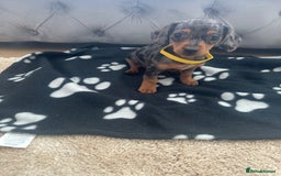 Miniature Dachshund dogs for sale: Miniature dapple dachshund  - Image 3