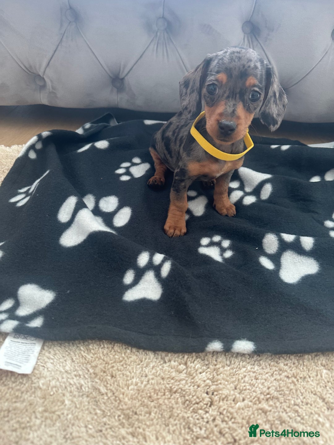 Miniature Dachshund dogs for sale: Miniature dapple dachshund  - Image 3