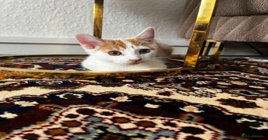Mixed Breed cats - Advert 6