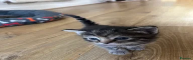 Mixed Breed Kitten 5