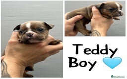 Olde English Bulldogge dogs for sale: Beautiful old English bulldog puppies  - Image 7