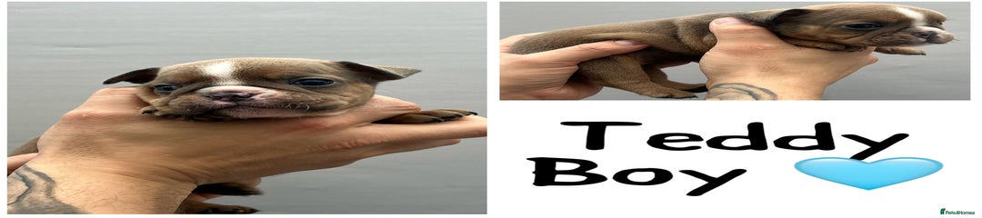 Olde English Bulldogge Teddy