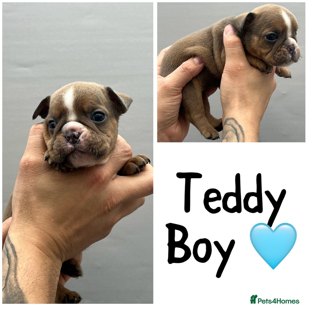 Olde English Bulldogge dogs for sale: Beautiful old English bulldog puppies  - Image 7