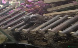 Frog reptiles for sale: White Tree Frogs - Image 5