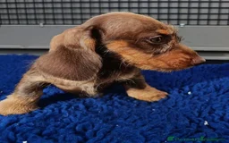 Miniature Dachshund dogs for sale: MINI WIRE READY NOW PRA LAFORA CLEAR  - Image 6