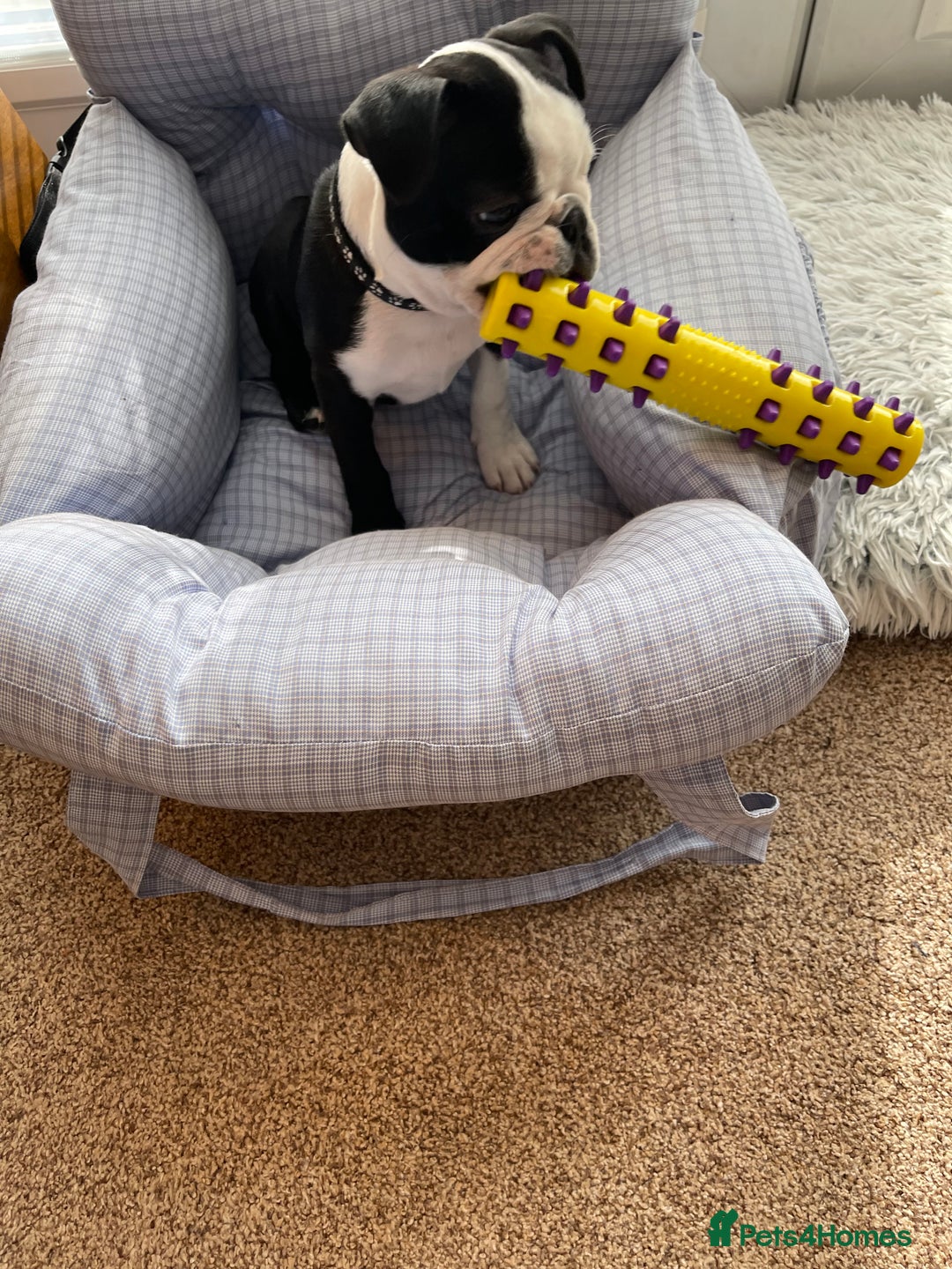 Boston Terrier dogs for sale: Boston Terrier pup for sale Dundee - Image 6