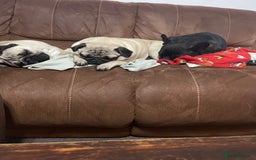 Pug dogs for sale: Pug dog for sale - Image 12