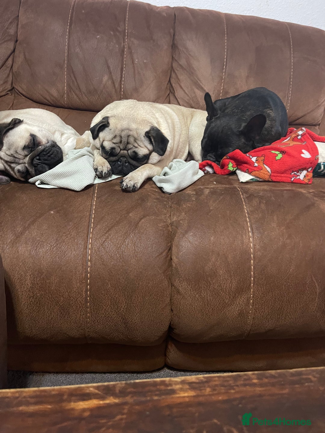 Pug dogs for sale: Pug dog for sale - Image 12