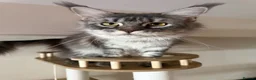 Maine Coon cats for sale: Stunning TICA Maine Coon Queen DNA Tested Active in London - Advert 6