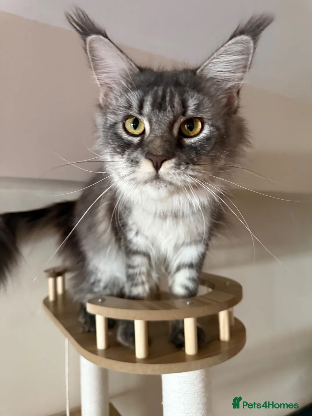 Maine Coon cats for sale: Stunning TICA Maine Coon Queen DNA Tested Active in London - Advert 6