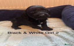 Cockapoo dogs for sale: Cockapoo puppies - Image 6