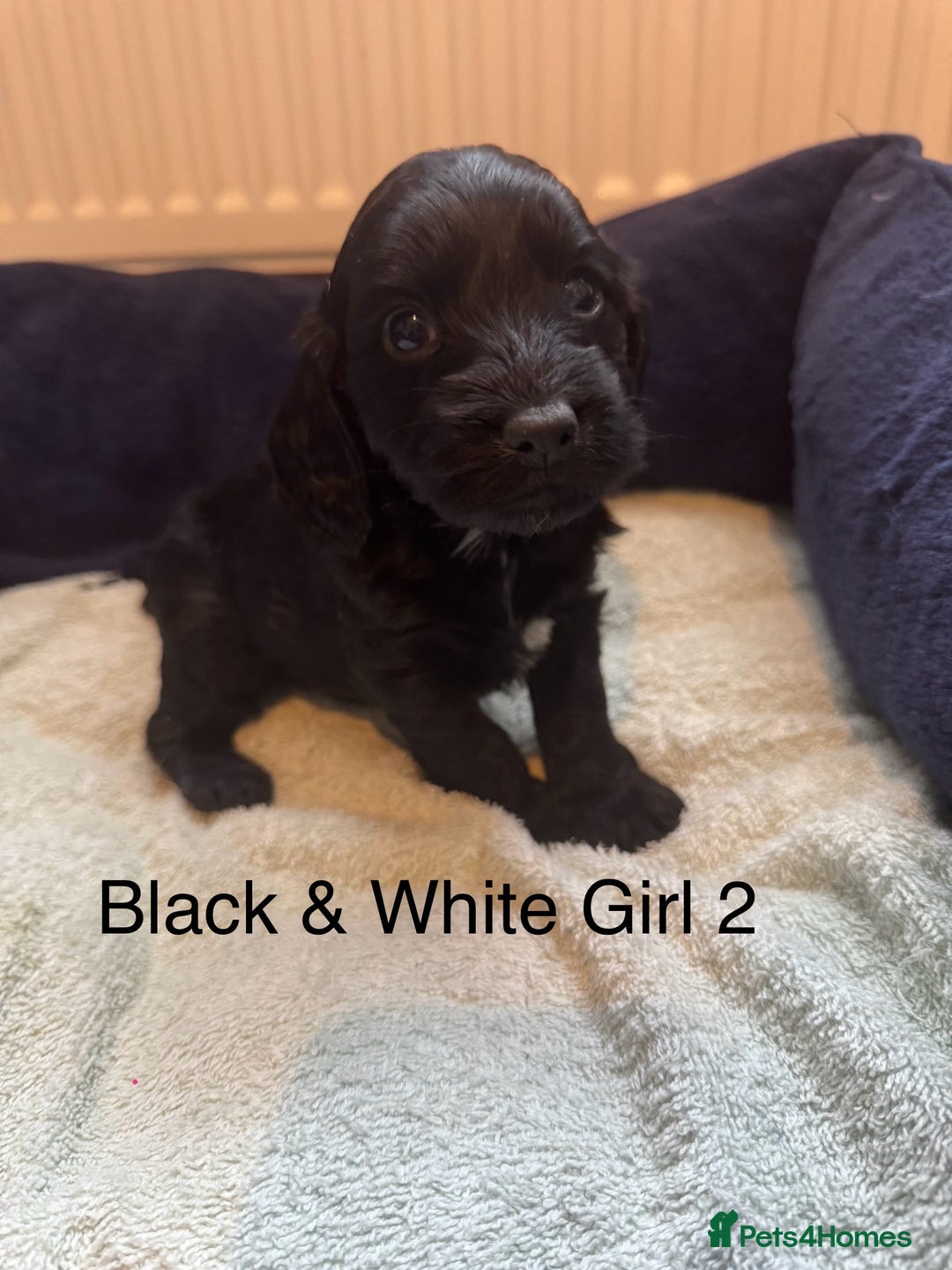 Cockapoo dogs for sale: Cockapoo puppies - Image 6