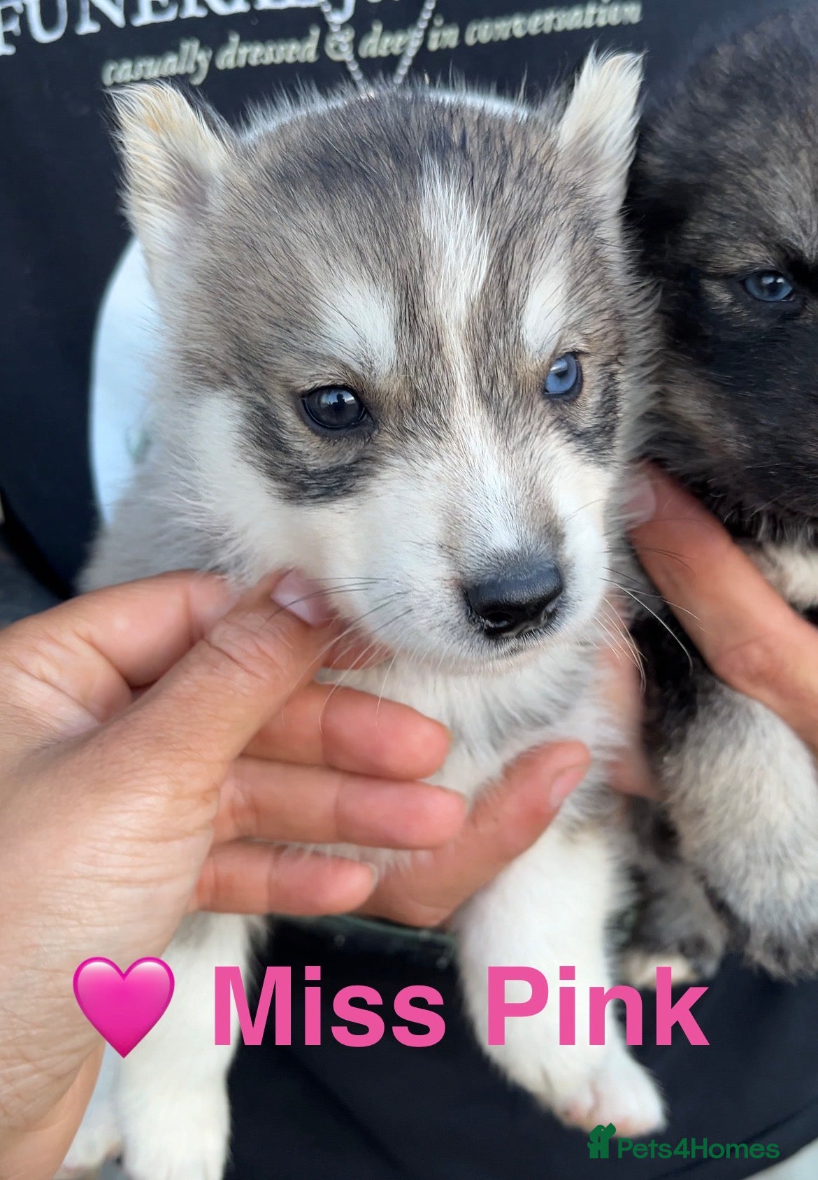 Siberian Husky dogs Outstanding KC Registered Puppies - Advert 1