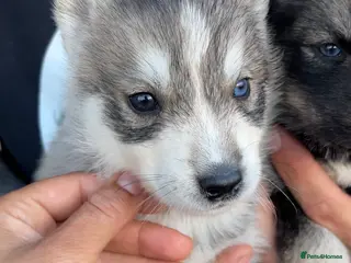 Siberian Husky dogs Outstanding KC Registered Puppies - Advert 1