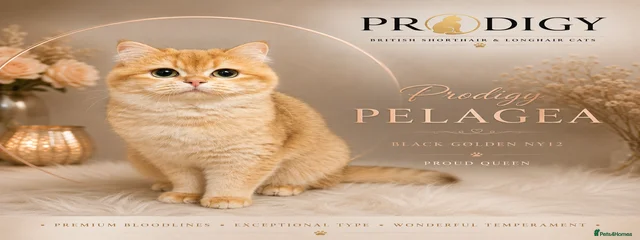 Prodigy pelagia