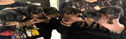 Miniature Dachshund dogs for sale: KC reg Miniature Dachshund in Aberdeen - Advert 13