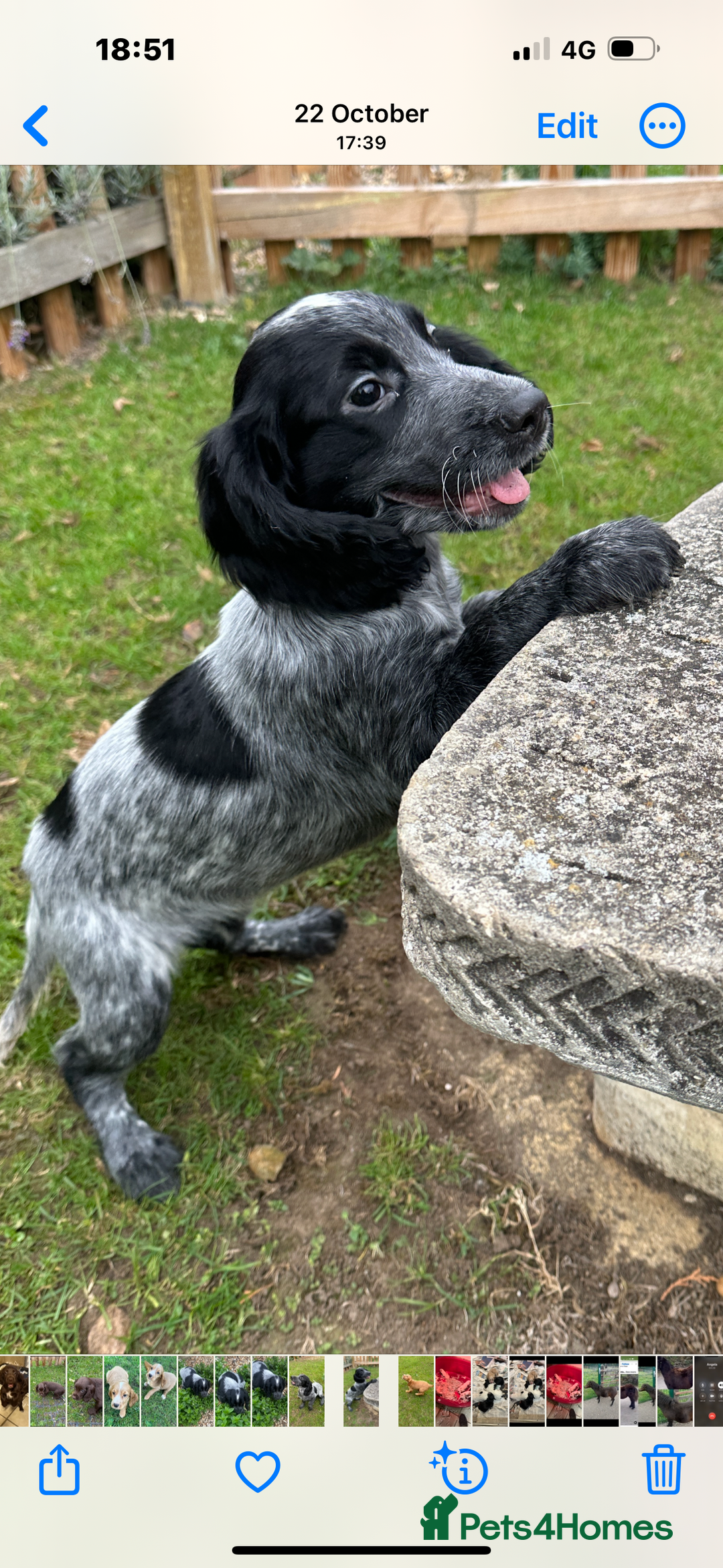 Cocker Spaniel dogs for sale: Working cocker spaniel puppies  - Image 7
