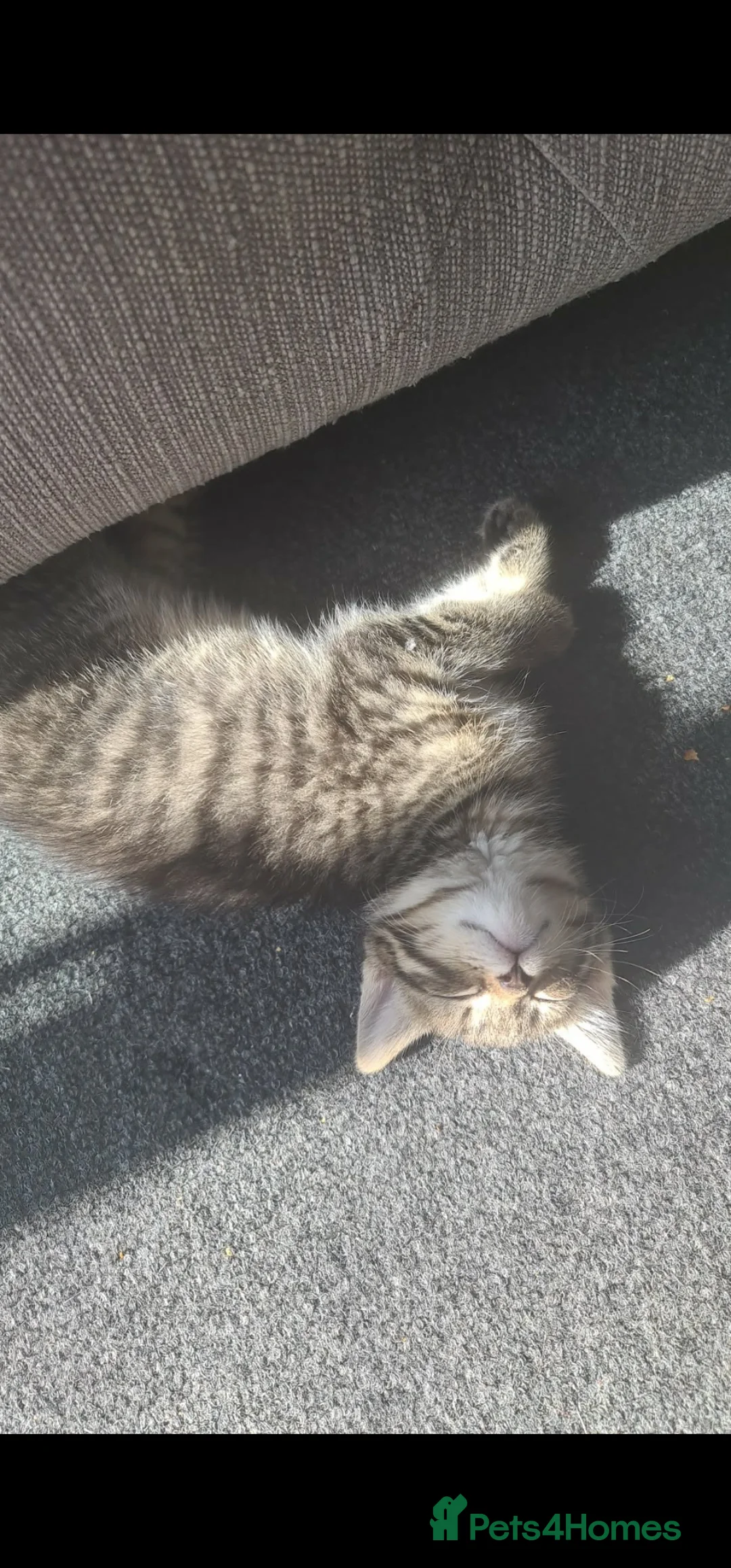 British Longhair cats for sale: British Longhair - Advert 40