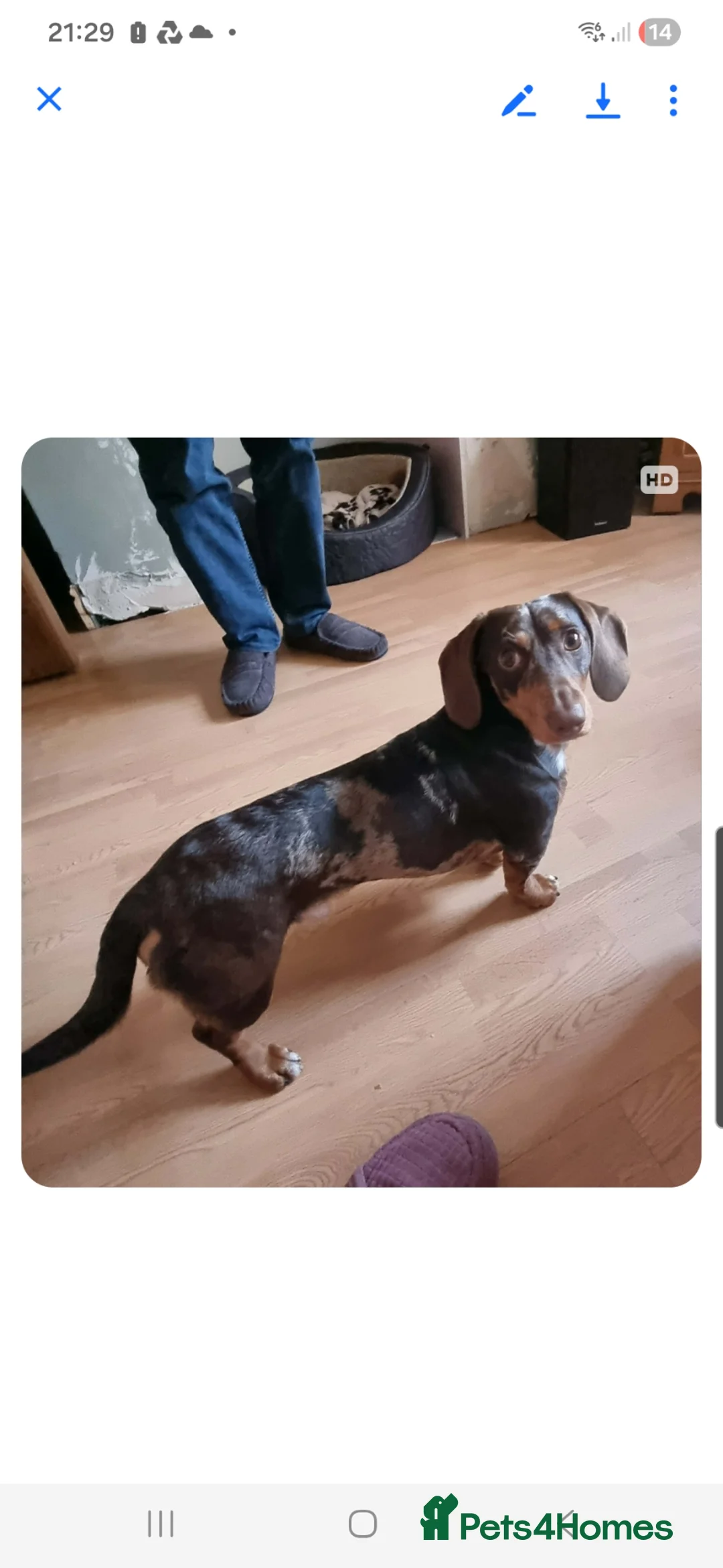 Miniature Dachshund dogs for stud: Miniture dacshund STUD - Advert 5