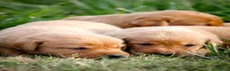 Labrador Retriever dogs for sale: Elite Litter: KC Registered Fox Red Labrador Pups - Advert 5