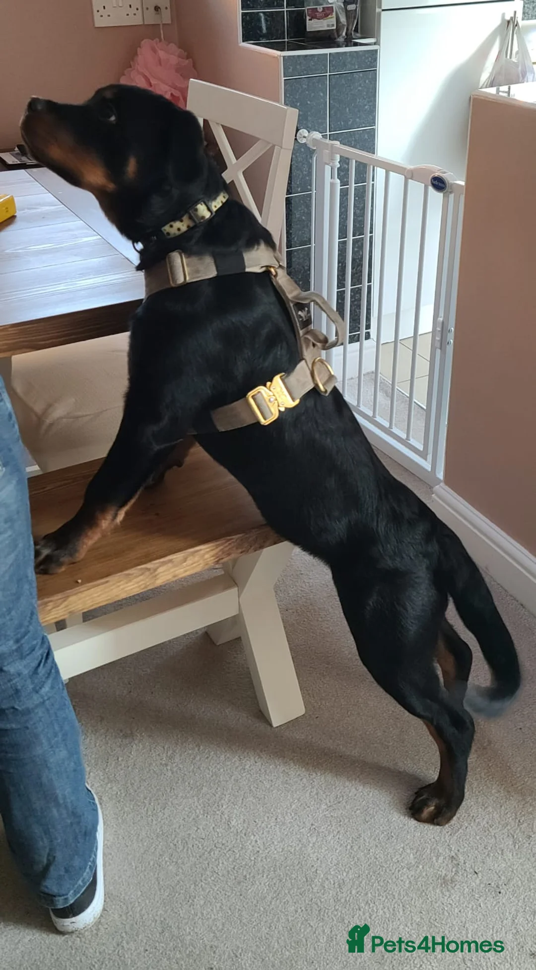 Rottweiler dogs for stud: Onex de Tierra Ibera available for stud in Newark - Advert 23