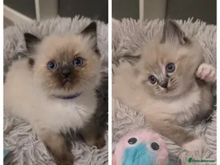 Ragdoll cats Gorgeous Ragdoll Kittens - Advert 8
