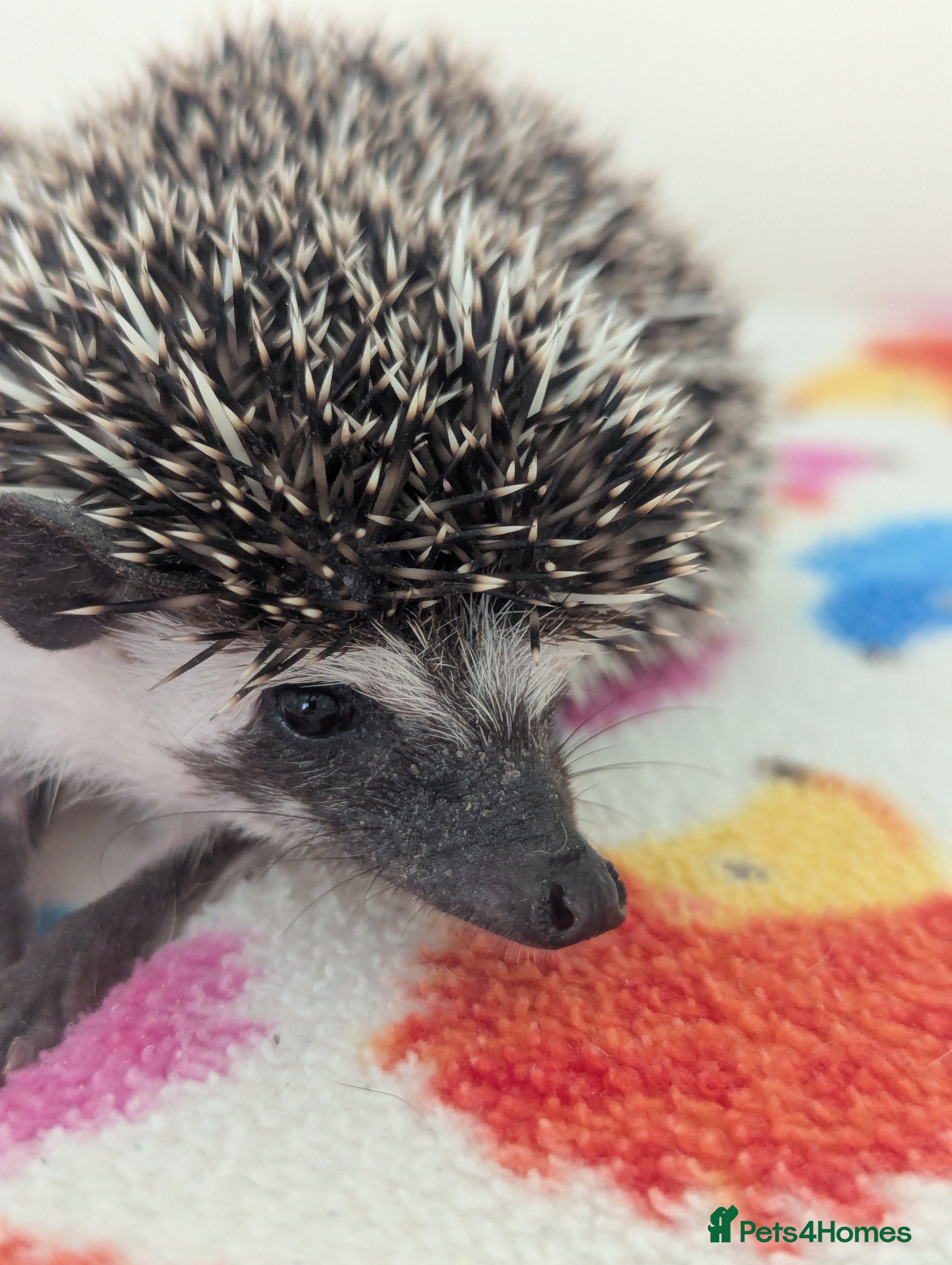 Pygmy Hedgehog rodents  9 week Baby Hoglets/ READY NOW! REDUCED!! - Advert 1
