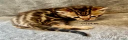 Bengal cats for sale: 🎬 Little Leopard Diaries | TICA Bengal Kittens 🌟 - Advert 10