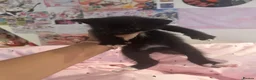 Mixed Breed cats for sale: Cute kitten litter of mix breed.  - Advert 8