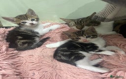 Mixed Breed cats for sale: BEAUTIFUL KITTENS  - Image 20