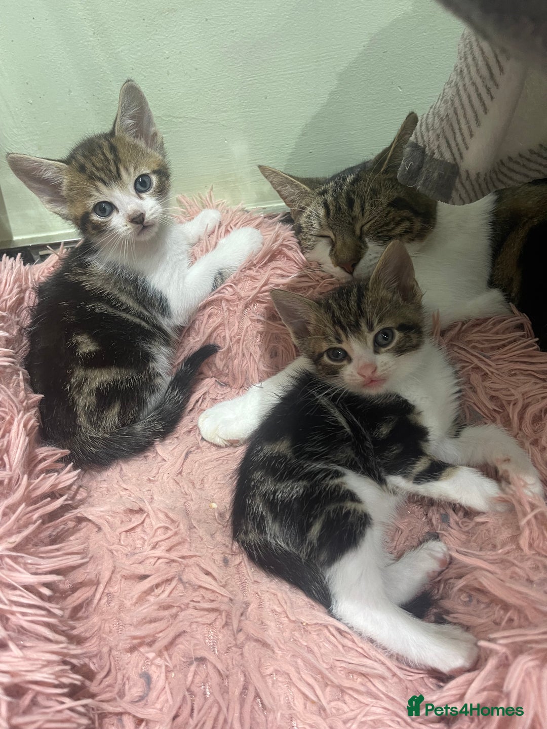 Mixed Breed cats for sale: BEAUTIFUL KITTENS  - Image 20