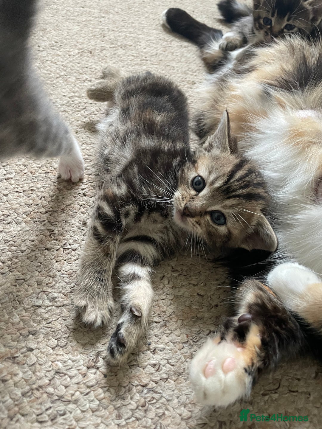 Munchkin cats for sale: Munchkin kittens for sale - Image 20