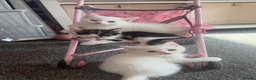 Domestic Shorthair cats for sale: 4 gorgeous kittens looking for their forever homes - Advert 6