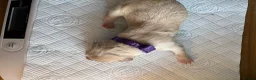 Labradoodle dogs for sale: Stunning Labradoodle puppies - Advert 5