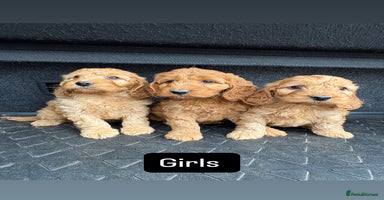 Cockapoo dogs - Advert 9