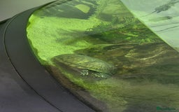 Turtle reptiles for sale: Female musk turtle and full setup - Image 3