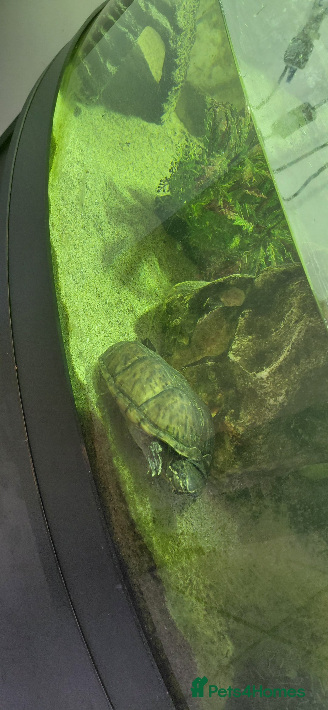 Turtle reptiles for sale: Female musk turtle and full setup - Image 3