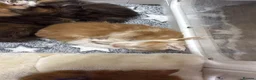 Maine Coon cats for sale: XL Red & White &  black smoke Maine Coon kittens  - Advert 3