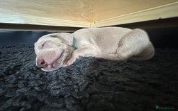 Weimaraner dogs for sale: Exceptional litter of Weimaraner puppies  - Image 25
