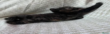 Tortishell Female 