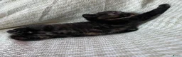 Mixed Breed cats for sale: Beautiful Kittens For Sale  - Advert 2