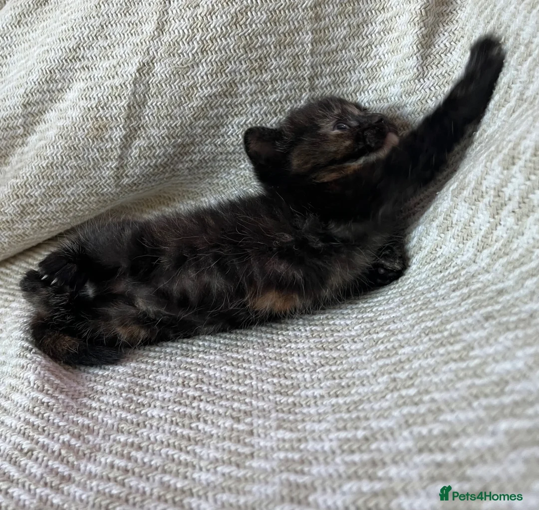 Mixed Breed cats for sale: Beautiful Kittens For Sale  - Advert 2