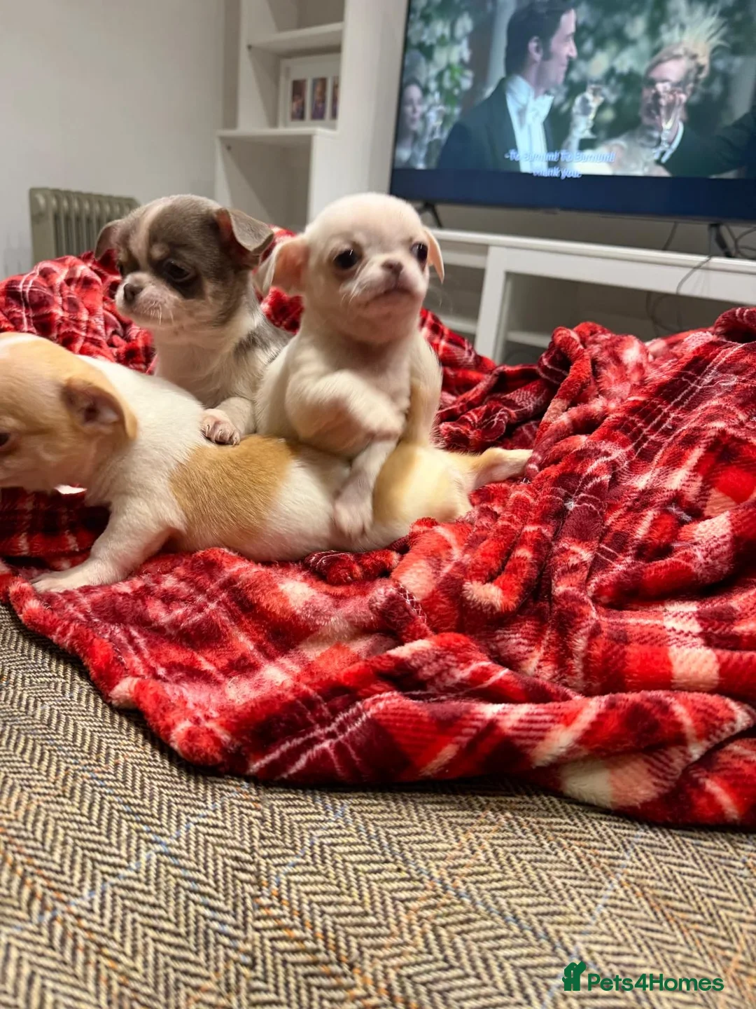 Chihuahua dogs for sale: KC registered chihuahua amazing green eyes  - Advert 7