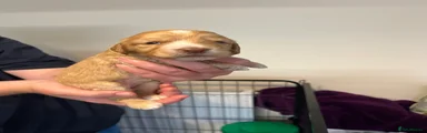 Cockapoo 6
